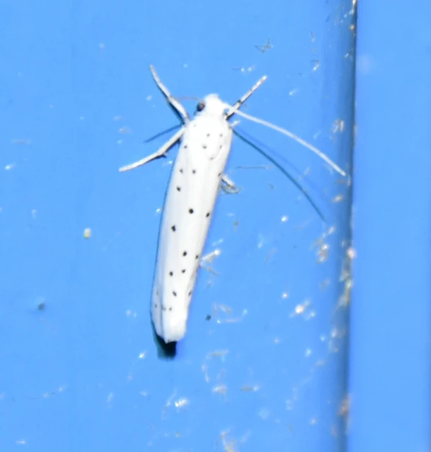 Yponomeuta