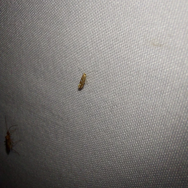 Phyllonorycter maestingella - bükklevél-sátorosmoly