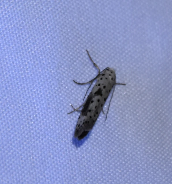 Yponomeuta irrorella - pókhálós kökénymoly