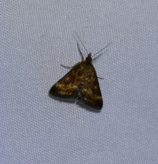 Pyrausta despicata - réti bíbormoly