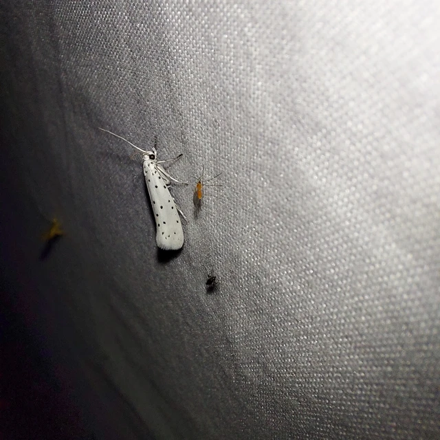Yponomeuta