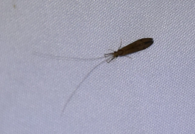 Trichoptera - Tegzesek