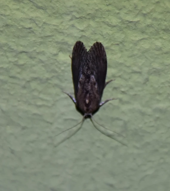 Galleria mellonella - nagy viaszmoly