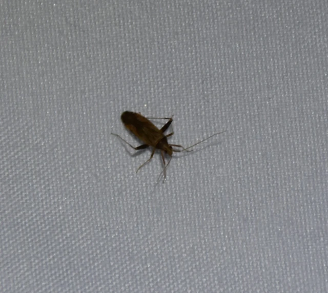Phytocoris