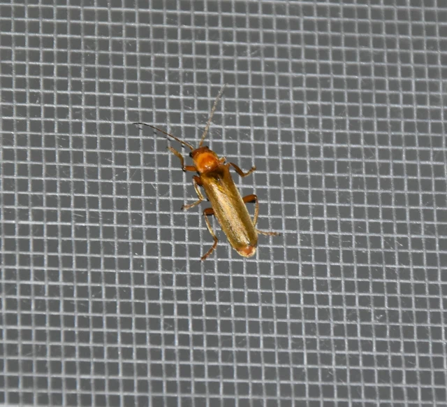 Cantharis