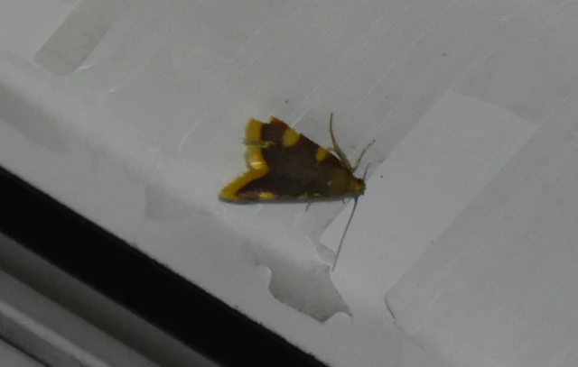 Hypsopygia costalis - szénailonca