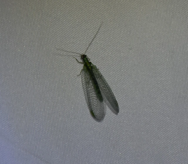 Chrysopa dorsalis Chrysopa dorsalis