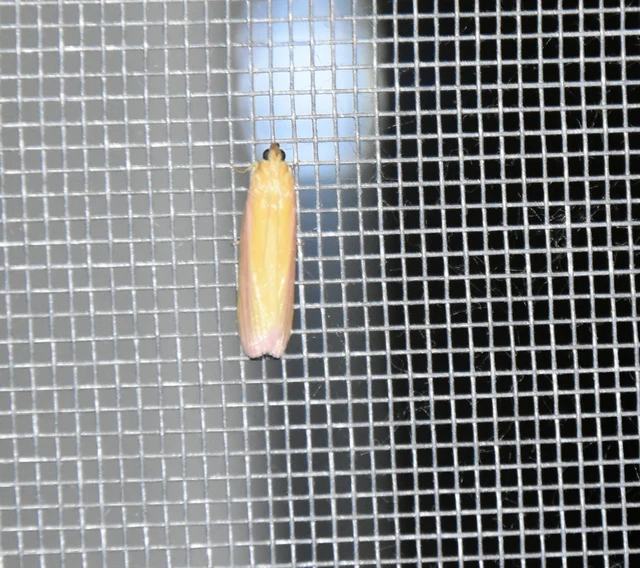 Oncocera semirubella - lucernamoly