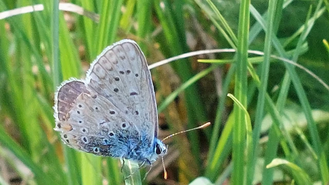 Polyommatus icarus - közönséges boglárka