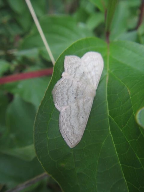 Scopula nigropunctata - feketepettyes araszoló