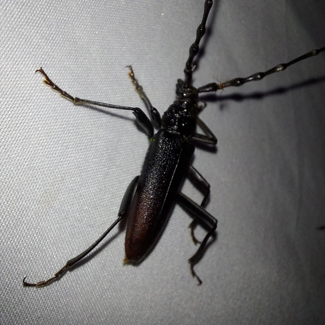 Cerambyx cerdo - nagy hőscincér