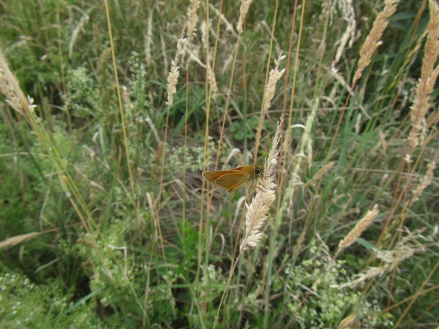 Thymelicus sylvestris - barna busalepke