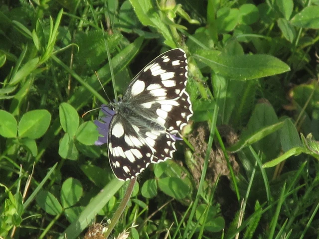 Melanargia galathea - sakktáblalepke