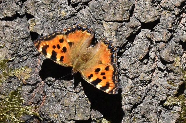 Nymphalis polychloros - nagy rókalepke
