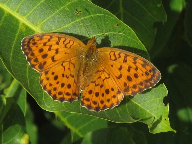 Brenthis daphne - málna-gyöngyházlepke Brenthis daphne - málna-gyöngyházlepke