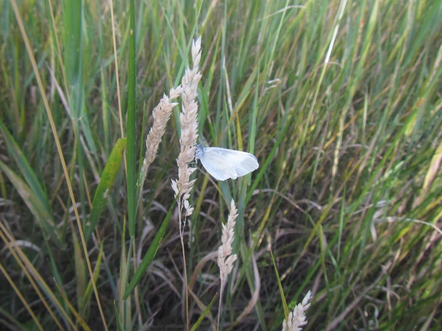 Leptidea sinapis - mustárlepke