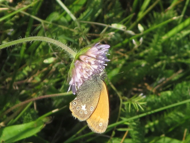 Coenonympha glycerion - közönséges szénalepke