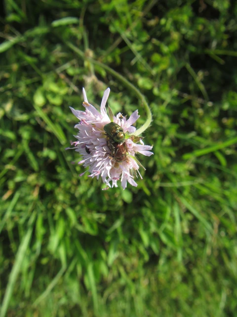 Cryptocephalus