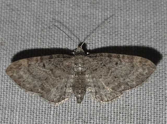 Eupithecia subfuscata - magaskórós-törpearaszoló