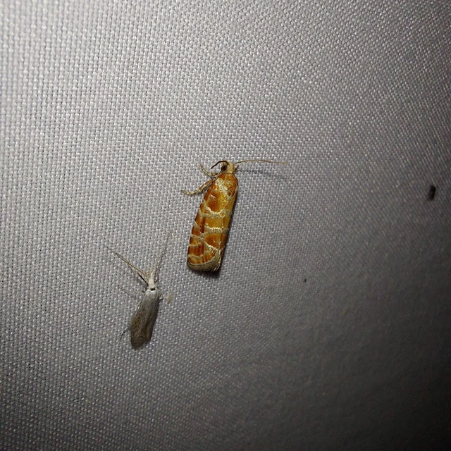 Rhyacionia pinicolana - piros gyantamoly