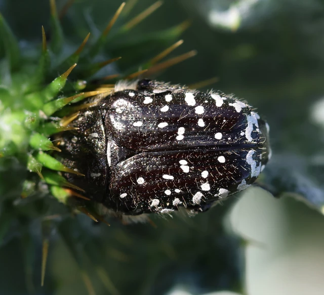 Oxythyrea funesta - sokpettyes virágbogár
