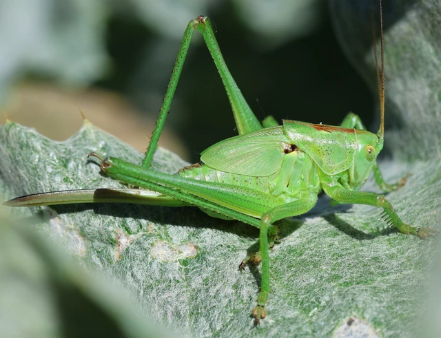 Tettigonia viridissima - zöld lombszöcske Tettigonia viridissima - zöld lombszöcske