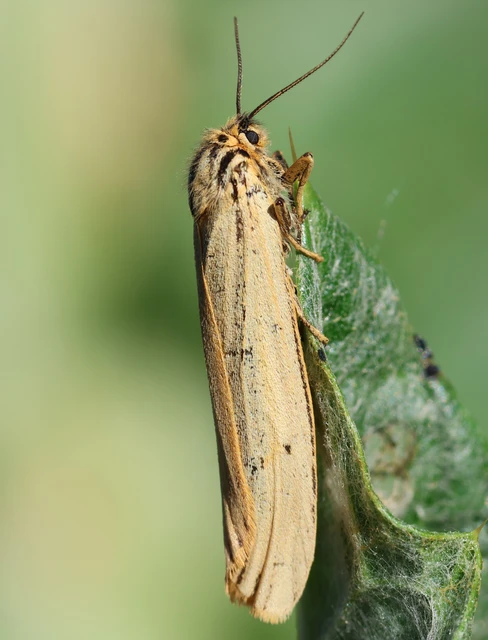 Spiris striata - csíkos molyszövő