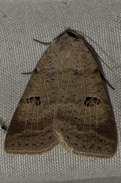 Lygephila viciae - hegyi csüdfűbagoly