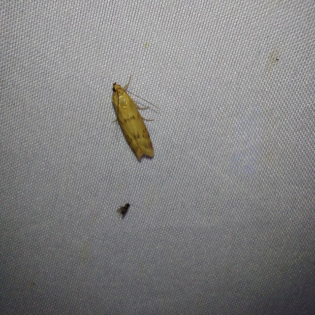 Homoeosoma sinuella - agyagsárga karcsúmoly