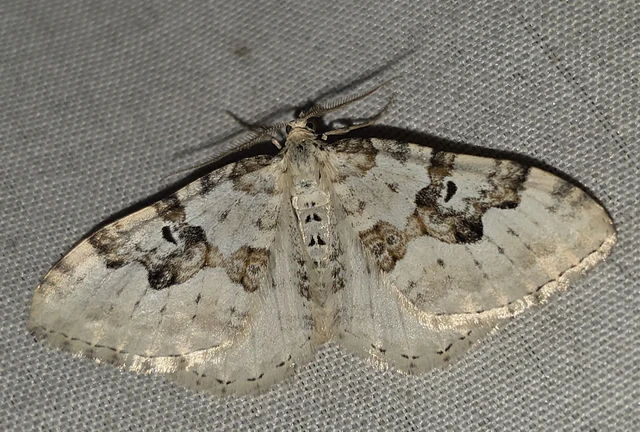 Xanthorhoe montanata - hegyi tarkaaraszoló