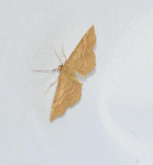 Idaea ochrata - okkerszínű sávosaraszoló