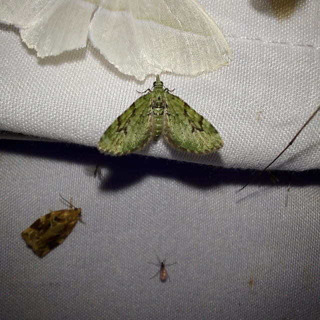 Chloroclystis v-ata - zöldes törpearaszoló