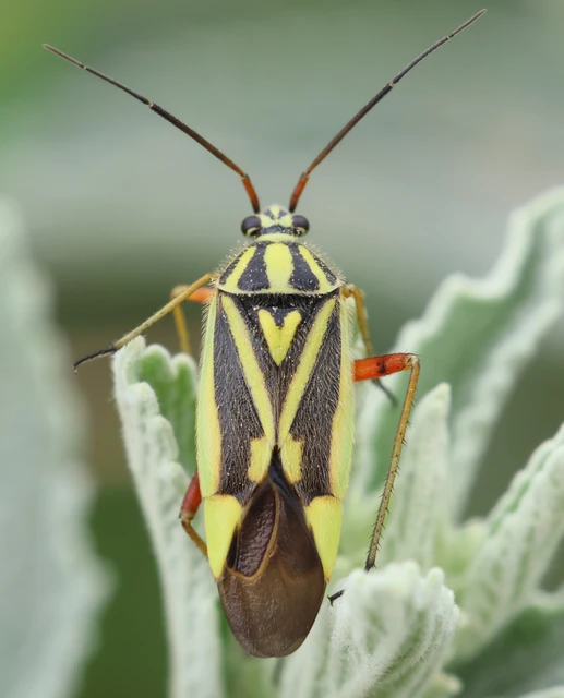 Brachycoleus decolor