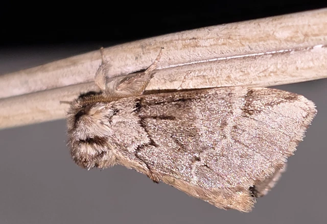 Drymonia obliterata - feketefoltos púposszövő