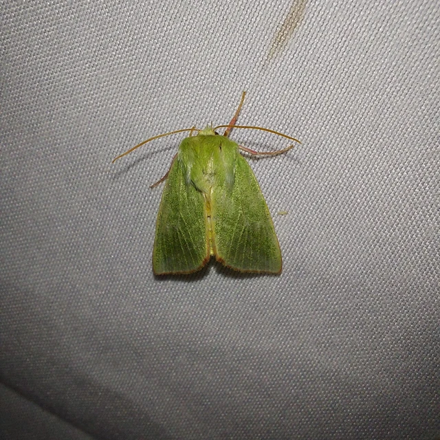 Pseudoips prasinana - bükkfa-zöldbagoly