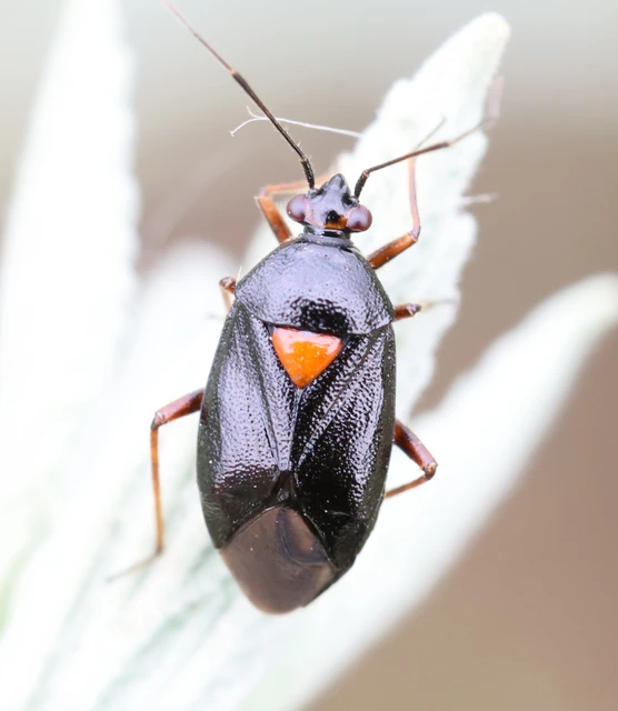 Deraeocoris