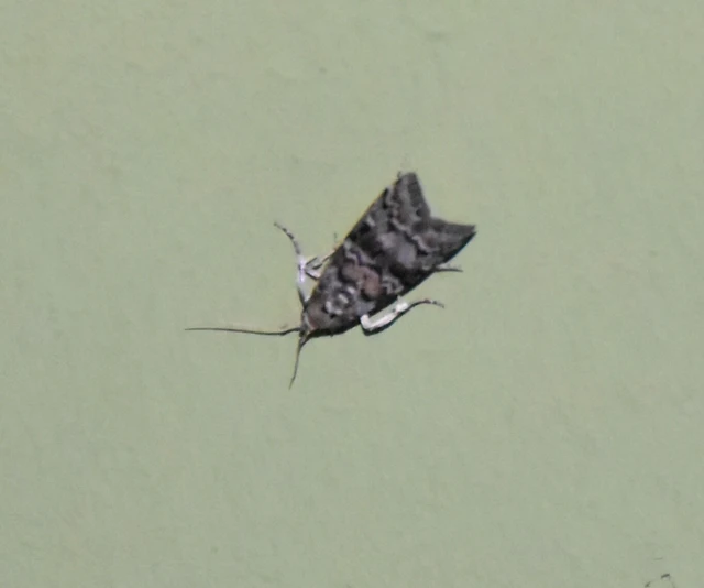 Dioryctria