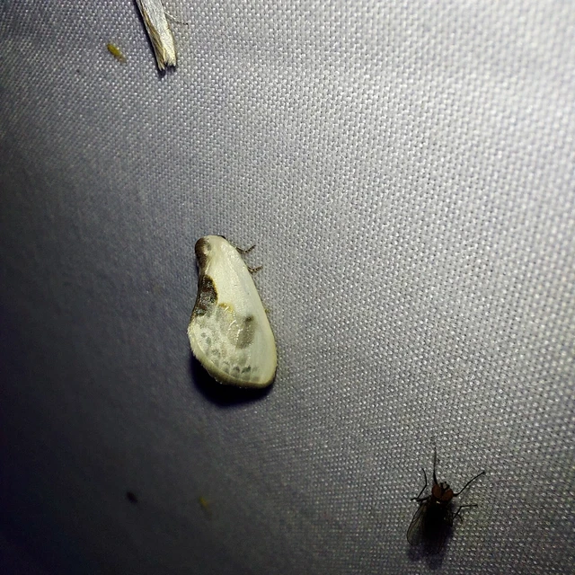 Cilix glaucata - törpe sarlósszövő