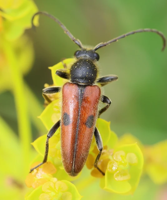 Vadonia unipunctata - kétpettyes virágcincér
