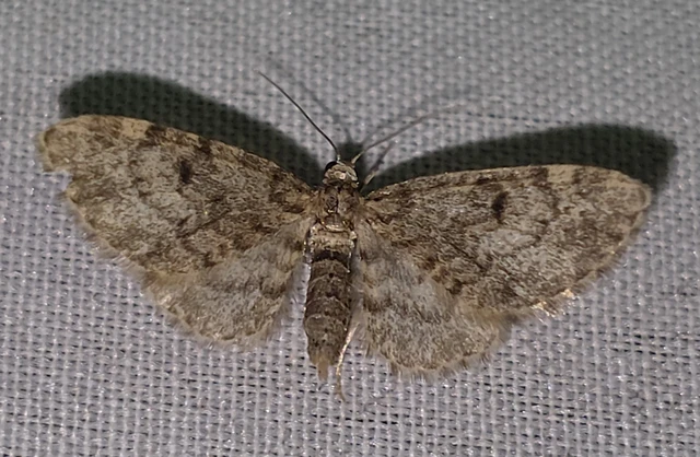Eupithecia tantillaria - feketegyűrűs törpearaszoló