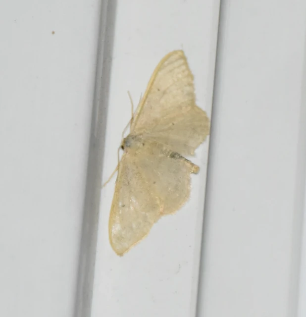 Idaea straminata - szalmasárga sávosaraszoló