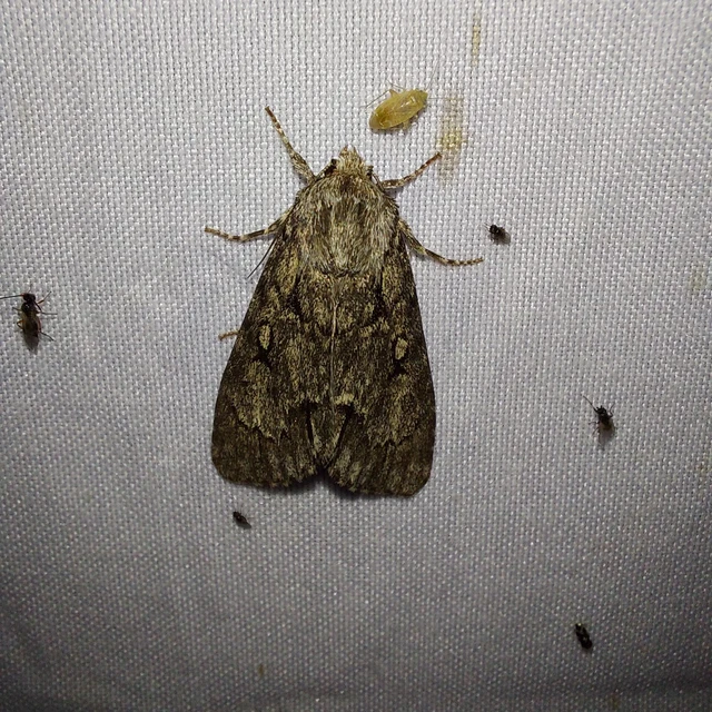 Acronicta cuspis - sötétszürke szigonyosbagoly