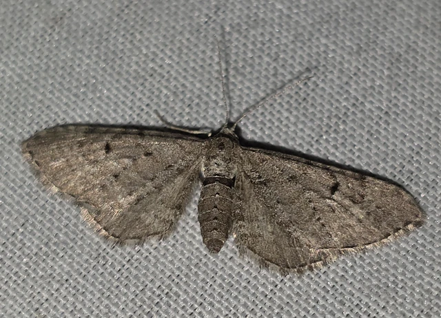 Eupithecia intricata - boróka-törpearaszoló