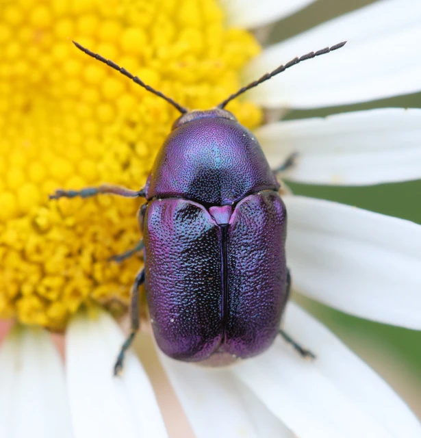Cryptocephalus