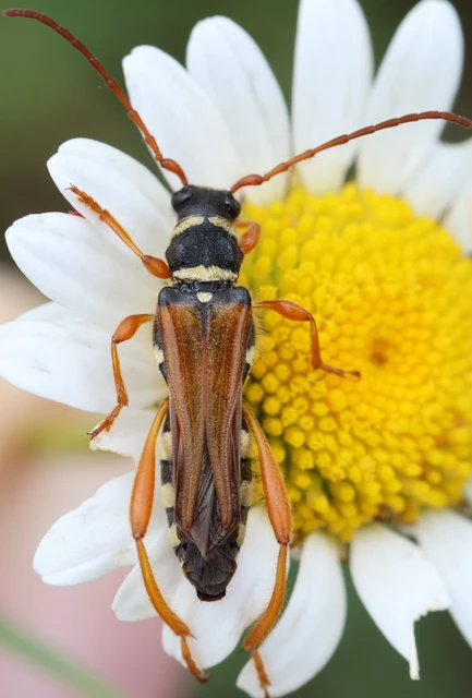 Stenopterus flavicornis - sárgacsápú keskenyfedőscincér