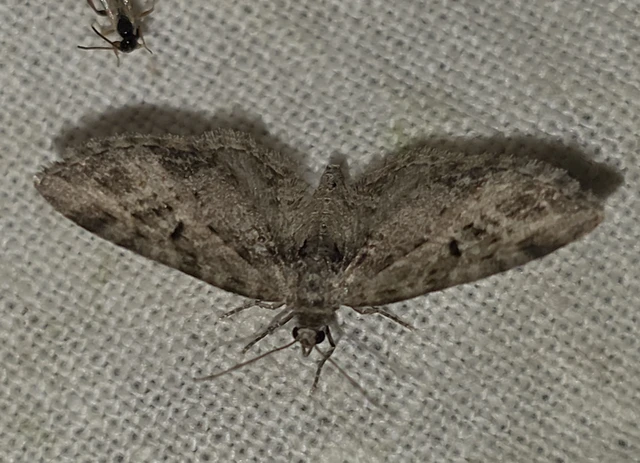 Eupithecia exiguata - sugaras törpearaszoló