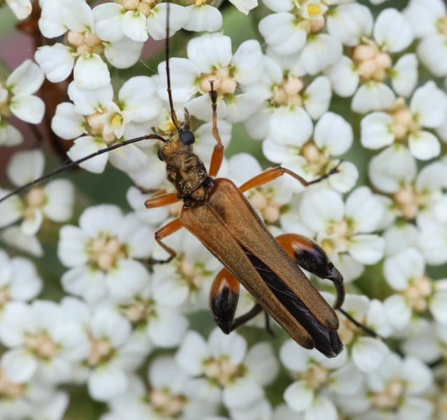 Oedemera podagrariae - székfű-álcincér