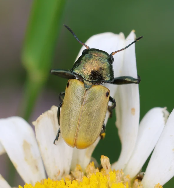 Labidostomis axillaris - fényesnyakú zsákbogár