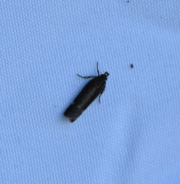 Gelechiidae - sarlósajkú-molylepkefélék