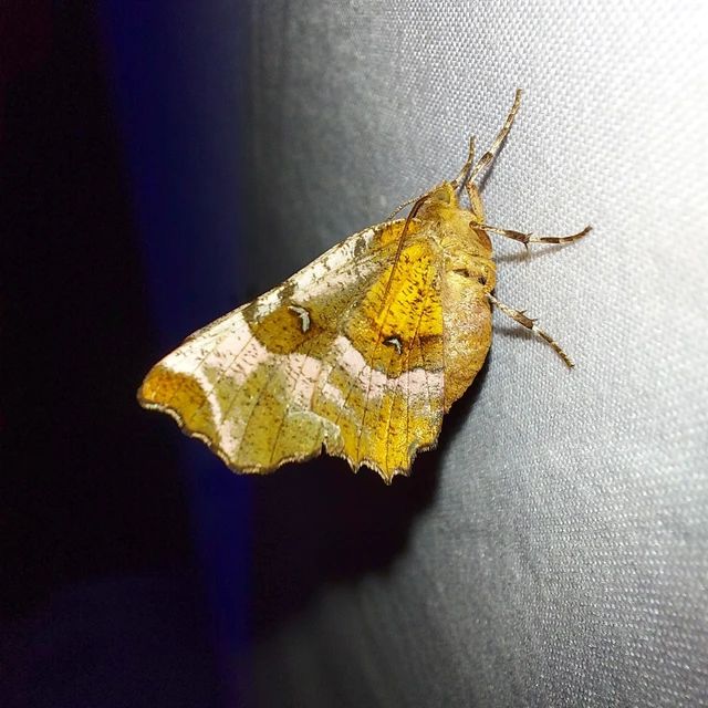 Selenia tetralunaria - négyfoltos holdasaraszoló